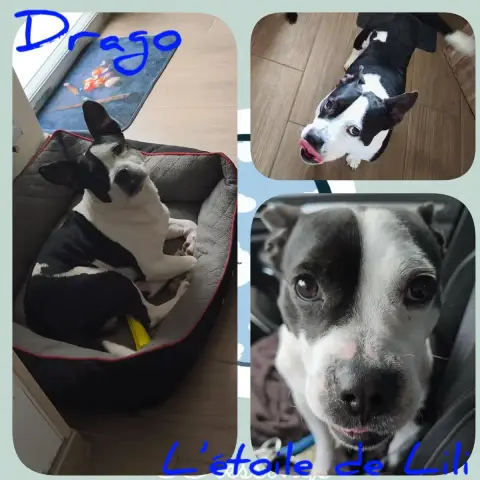 Drago