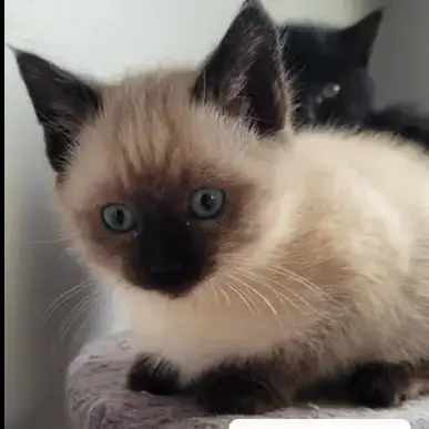Chatons photo 2