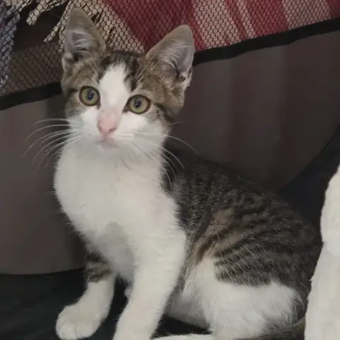Bandit