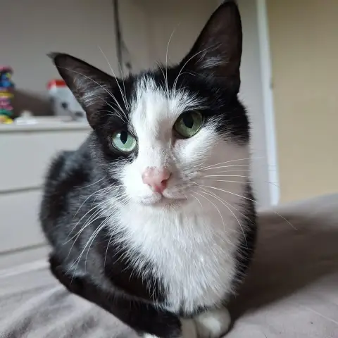 Lady