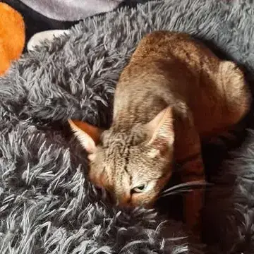 Toumie