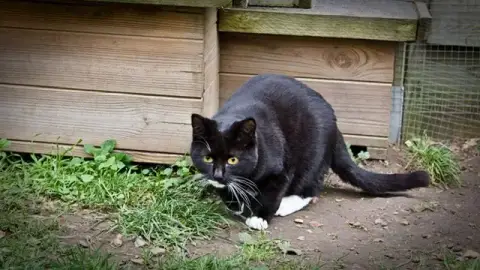 Feline Smoke photo 2