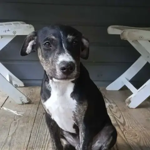 Darwin photo 3