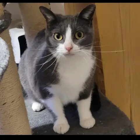 Chats Craintifs