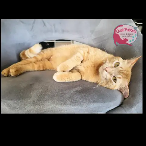 Nala