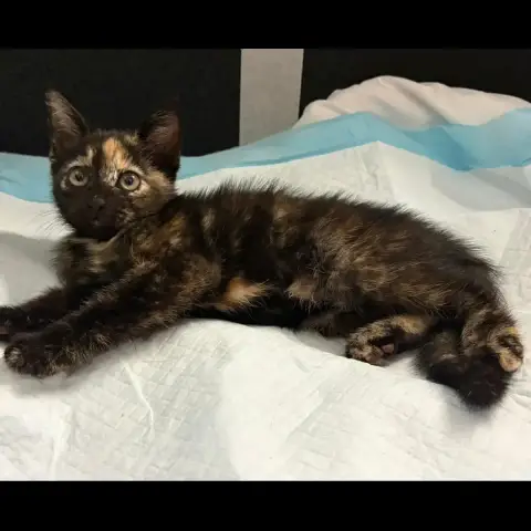 Chaton