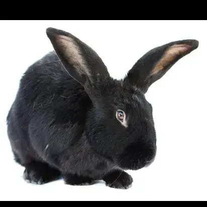 Panpan photo 2