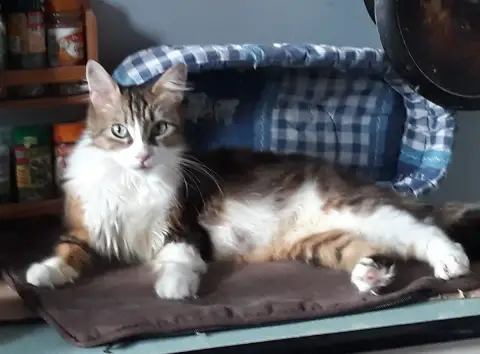 Chiara Jeune Chatte Poils Mi-Longs