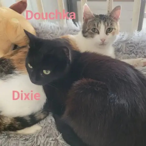 Douchka Et Dixie