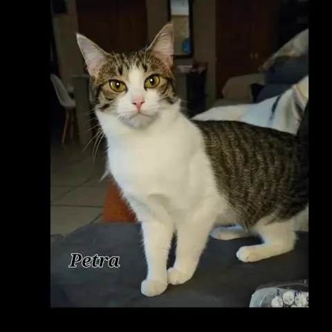 Pétra