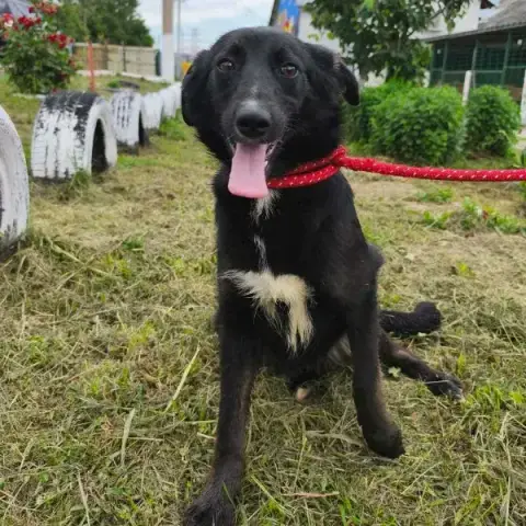 Akira