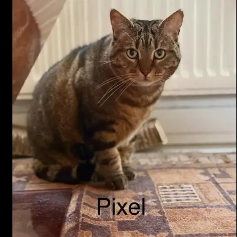 Pixel photo 3