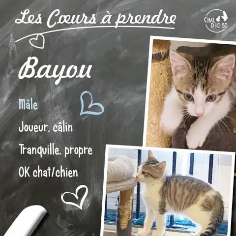 Bayou