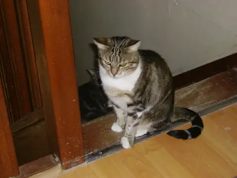 Linda À Parrainer