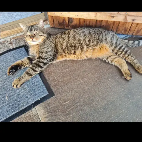 Bibi photo 2