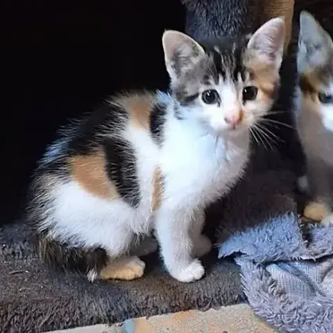 Tina