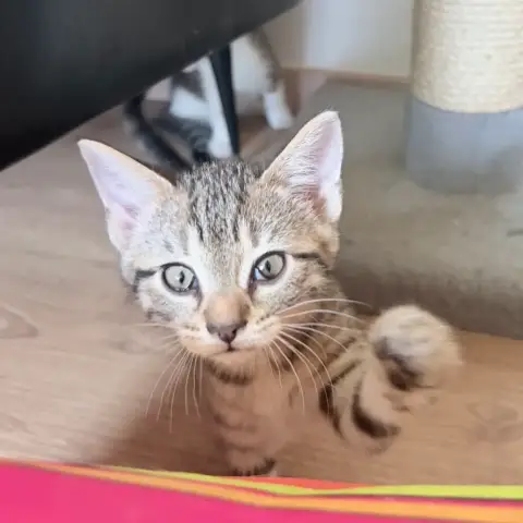 Barbara