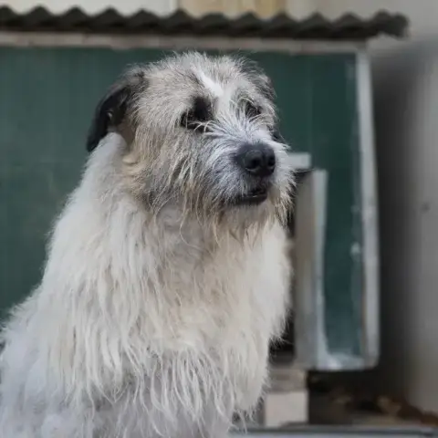 Bandit photo 3