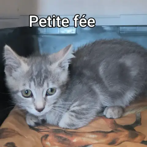Petite Fée