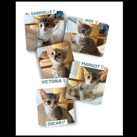 5 Chatons