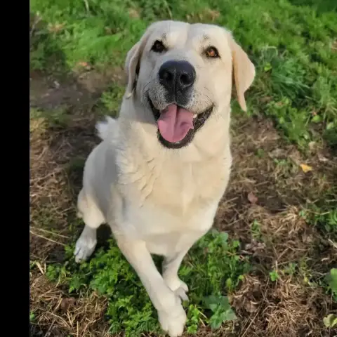 Naya