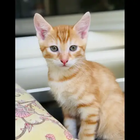 Tobie