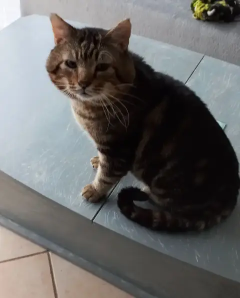 Mistigri