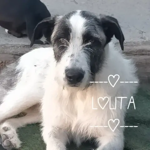 Lolita