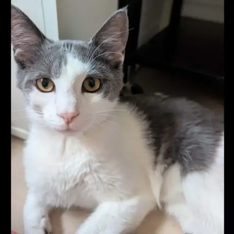 Ramses photo 2