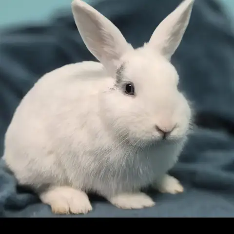 Watson