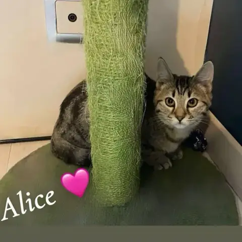 Alice photo 2