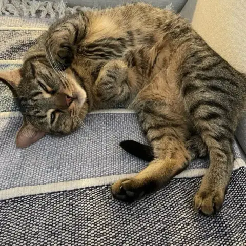 Maurice