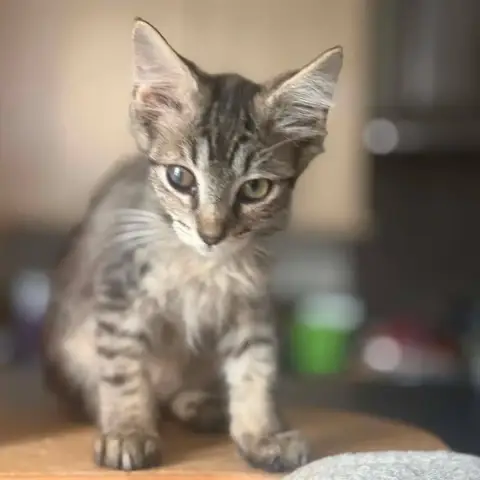 Paco