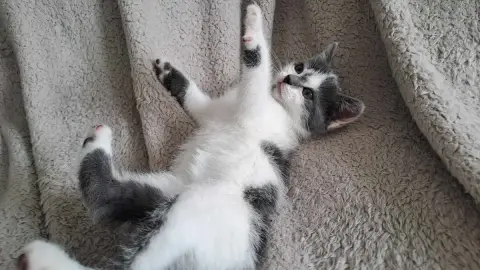 Katy