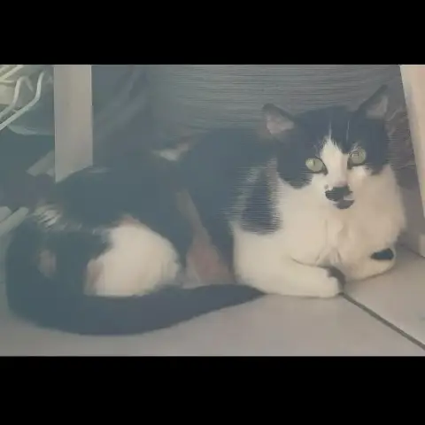 Miminette photo 3