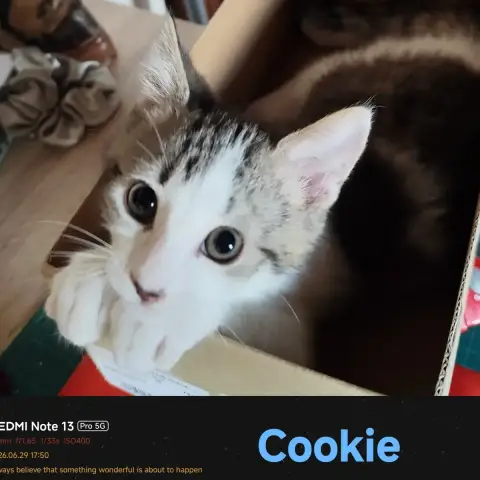 Cookie photo 3