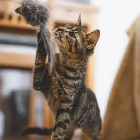Boop