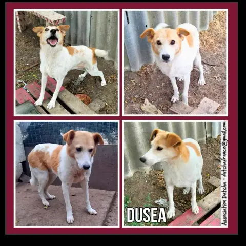 Dusea