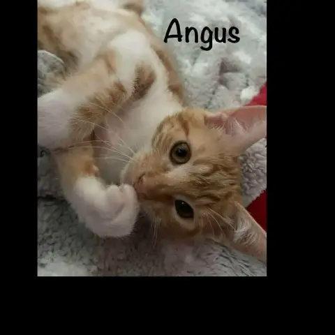 Angus