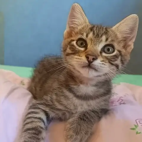 Tim