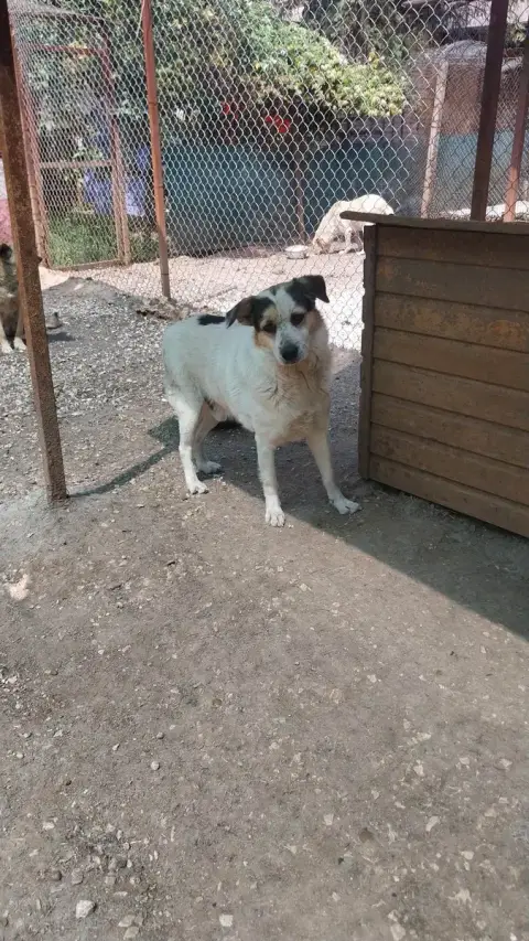 Tom