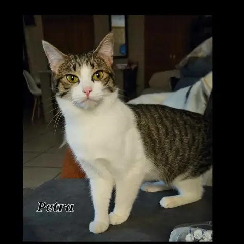 Pétra