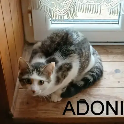 Adonis