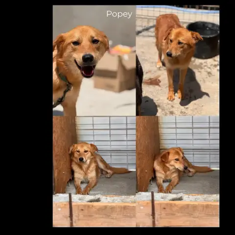 Popey