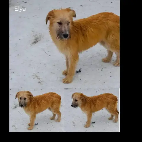 Elya