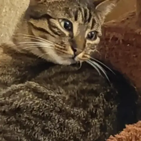 Vera