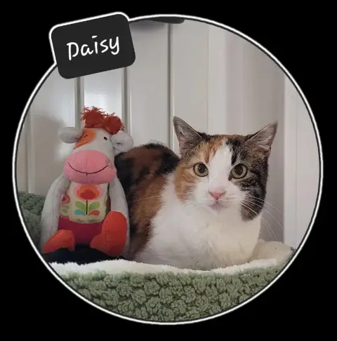 Daisy
