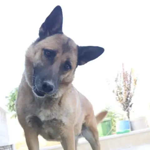 Stella photo 2