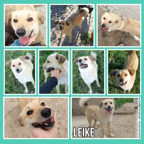 Leike