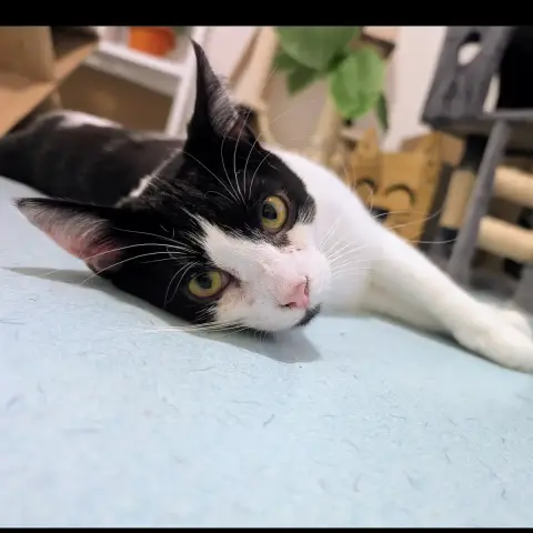 Henri photo 3
